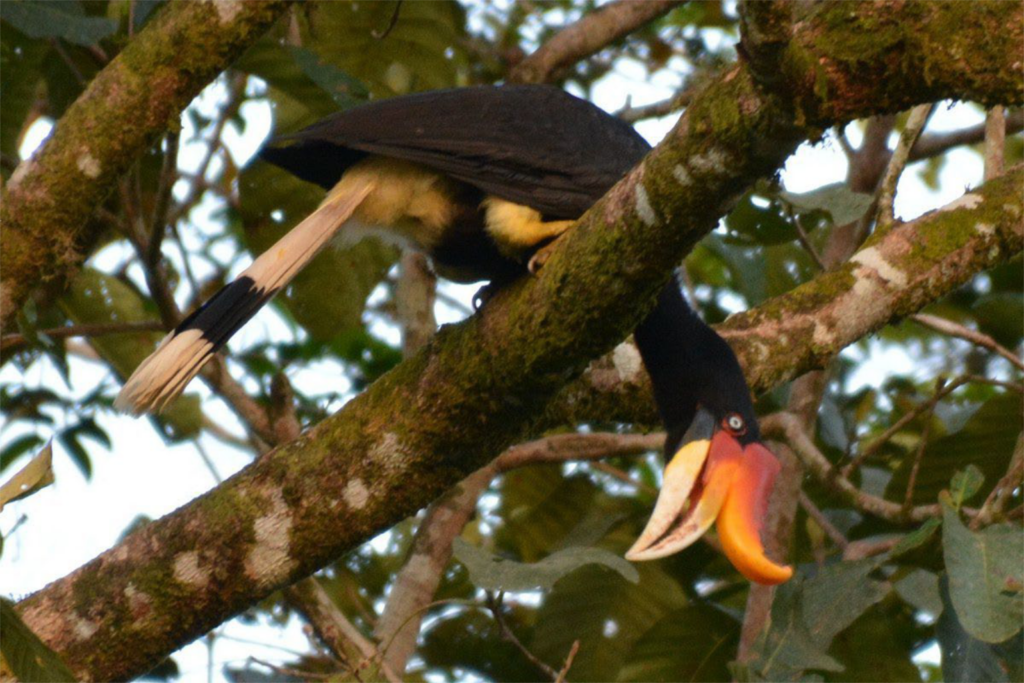 malesia e borneo 11.jpg