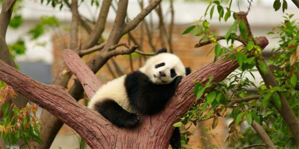 Meravigliosa Cina in 12 giorni 17