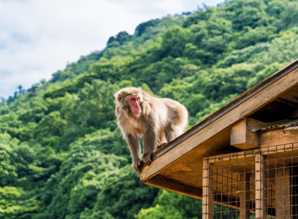 da Tokyo alle spiagge di Okinawa 19