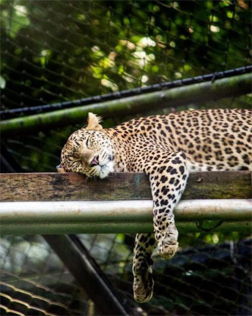 singapore_5