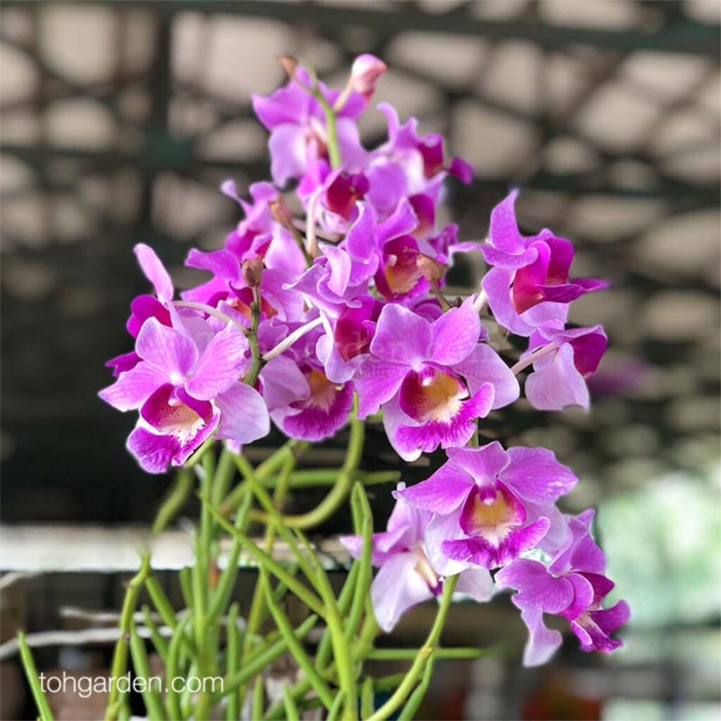 singapore_8